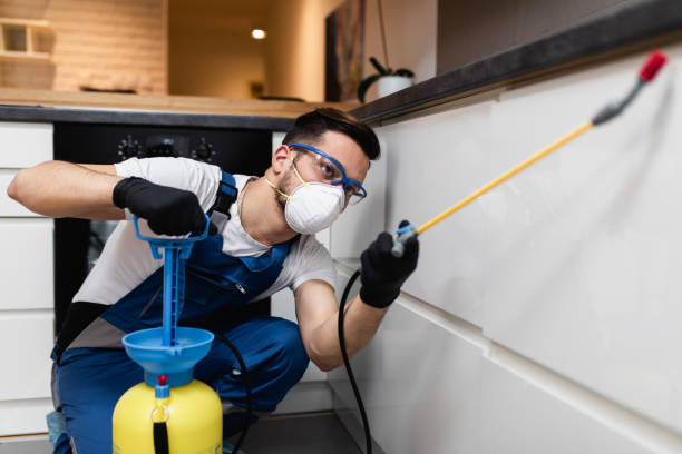 Best Wasp Removal Services  in Rockdale, IL