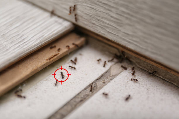 Best Bed Bug Extermination  in Rockdale, IL
