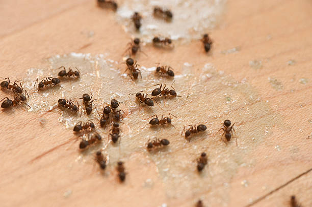 Best Affordable Pest Control Services  in Rockdale, IL