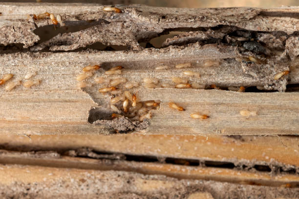 Best Best Pest Control Companies  in Rockdale, IL