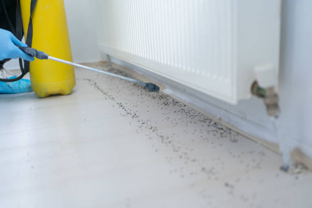 Best Pest Control for Homes  in Rockdale, IL