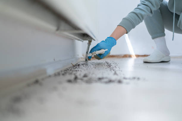 Best Mosquito Control Services  in Rockdale, IL